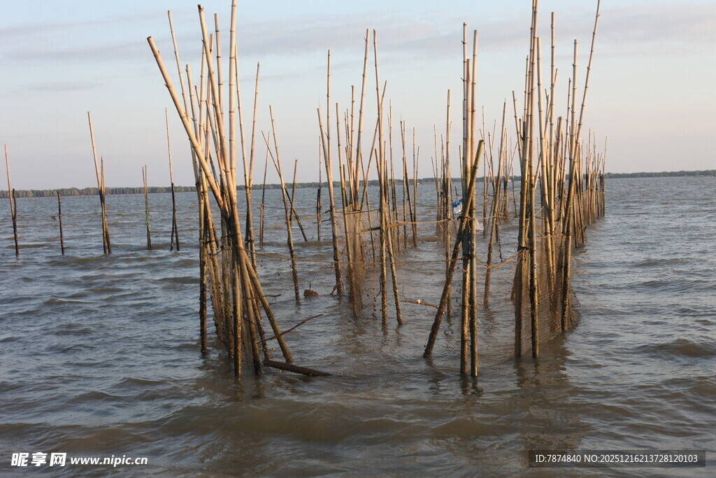 水中林立的细长木桩景观