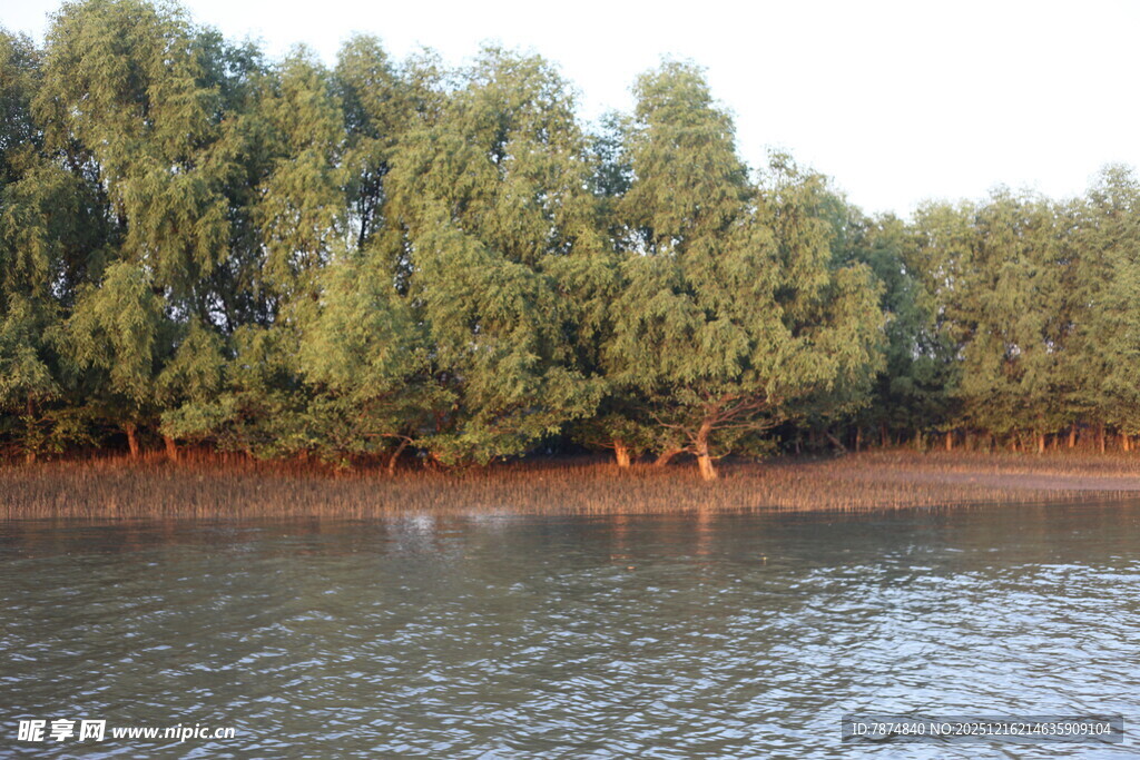 河畔绿树成荫的自然景致