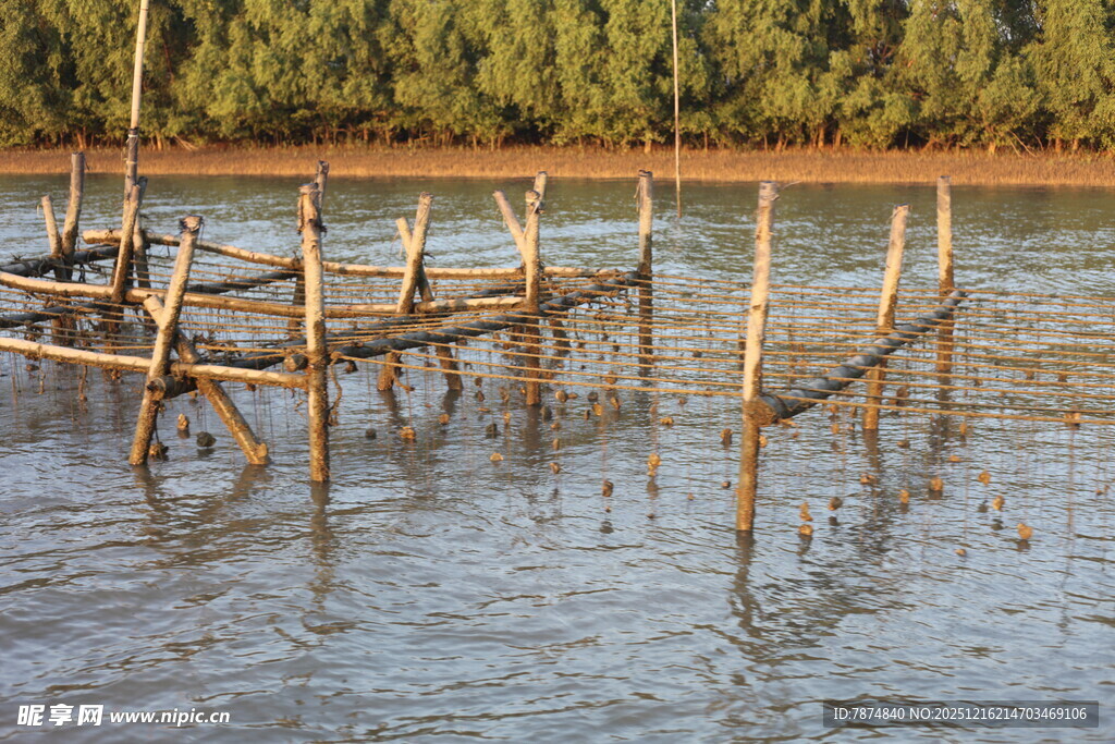 水中木桩搭建的简易结构