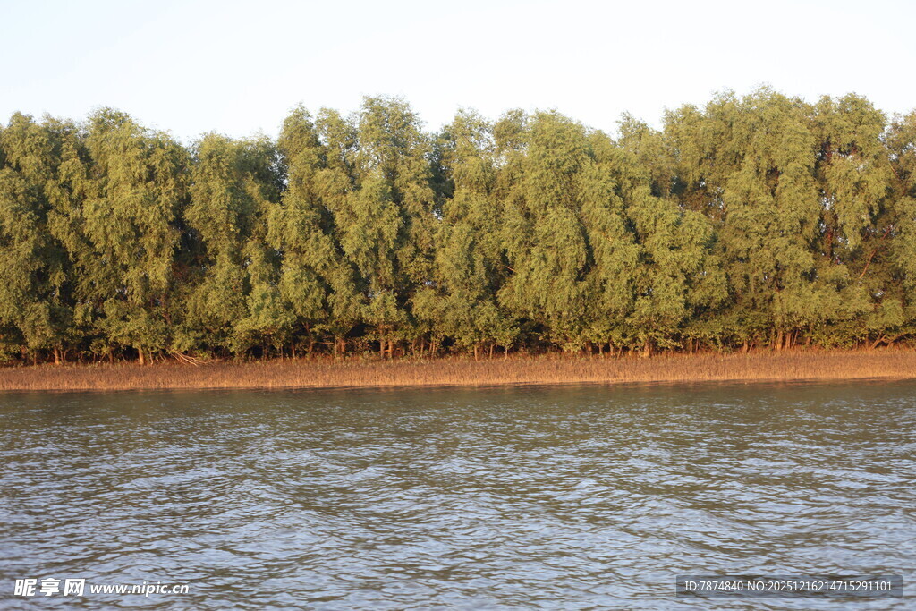 河畔茂密树林景观