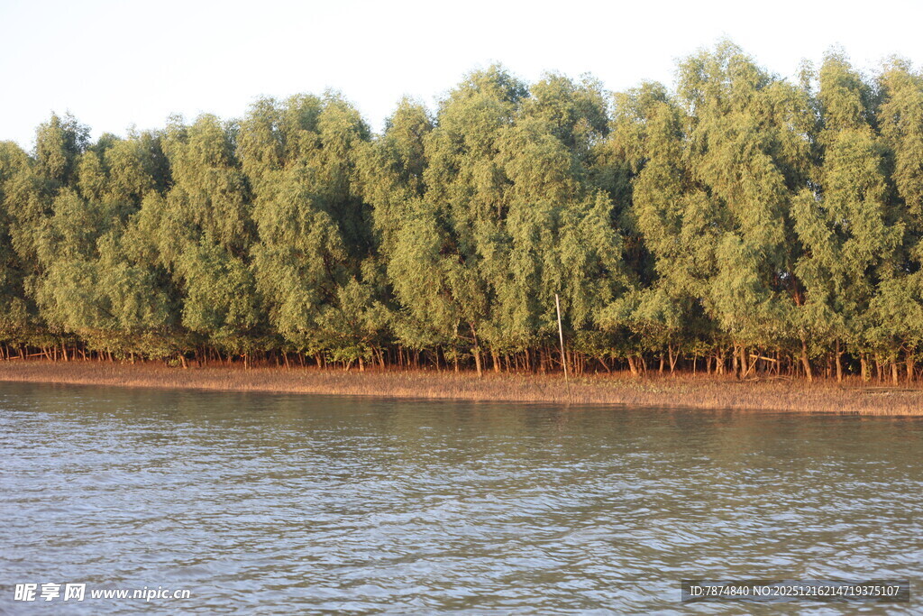 河畔绿树成荫的美丽景致