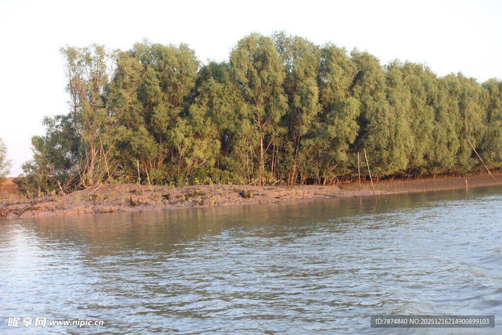 河畔绿树成荫的美丽景致