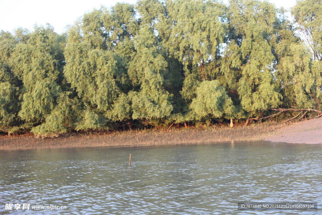 河畔绿树成荫的自然景致