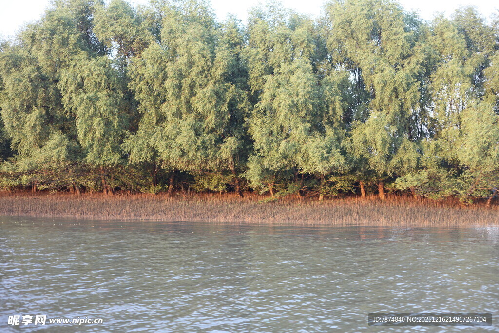 河岸茂密树林景观