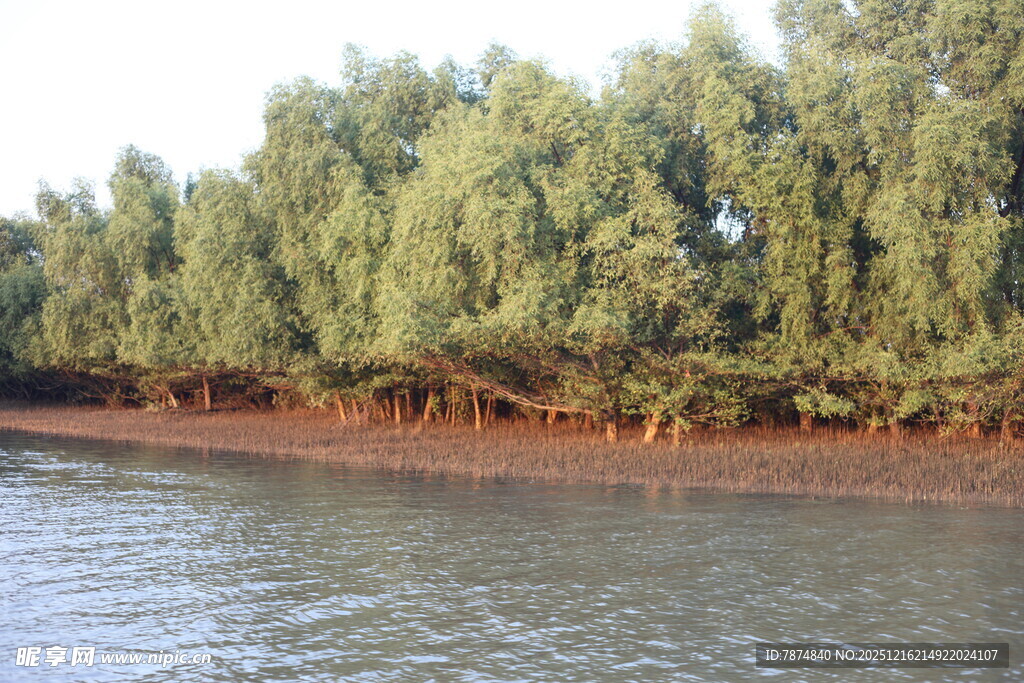 河畔绿树成荫的自然景致