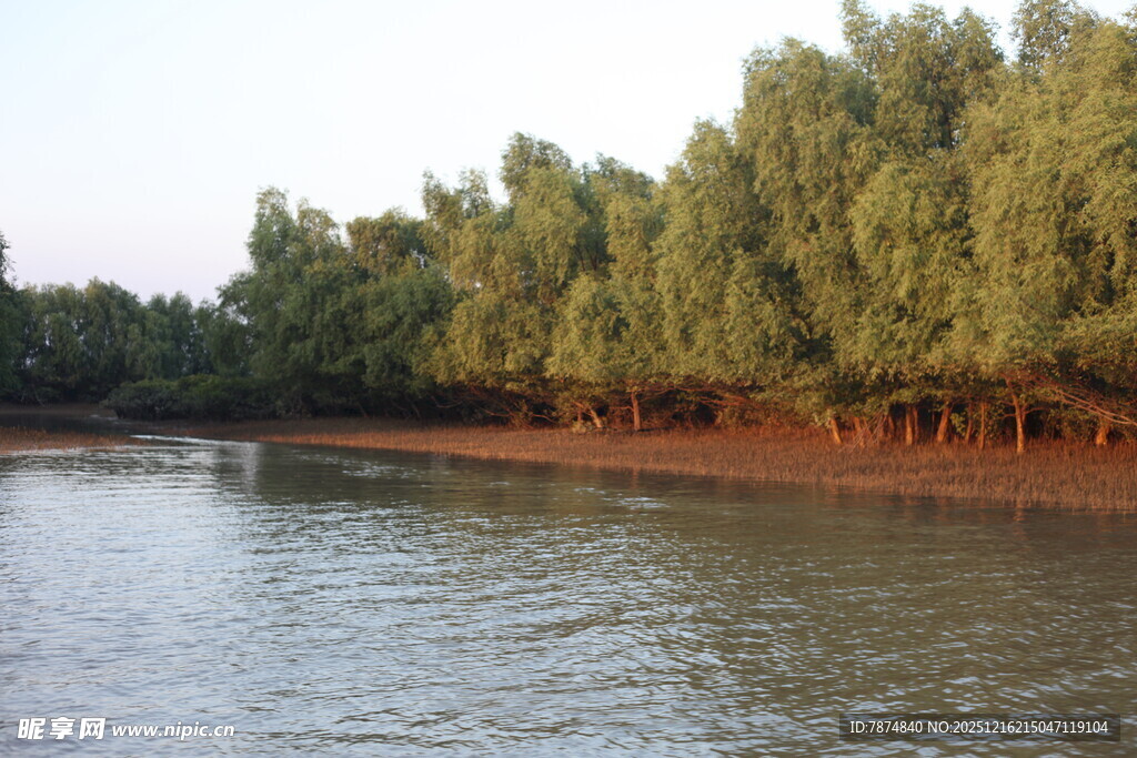 河畔绿树成荫的美丽景致