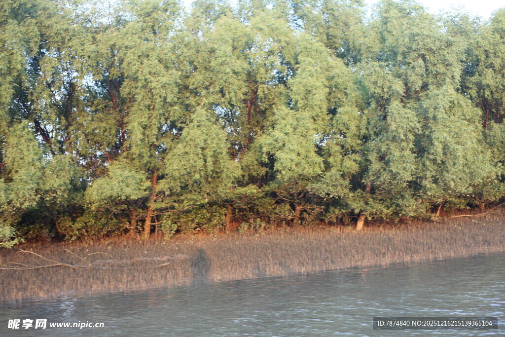 河畔绿树成荫的自然景致