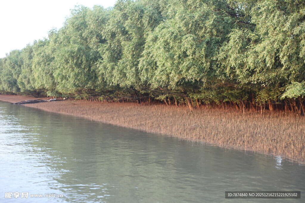河岸红树林景观