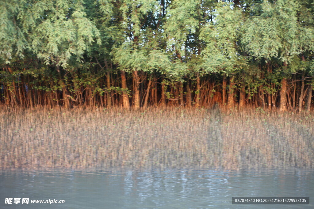 河岸茂密树林与水面景观
