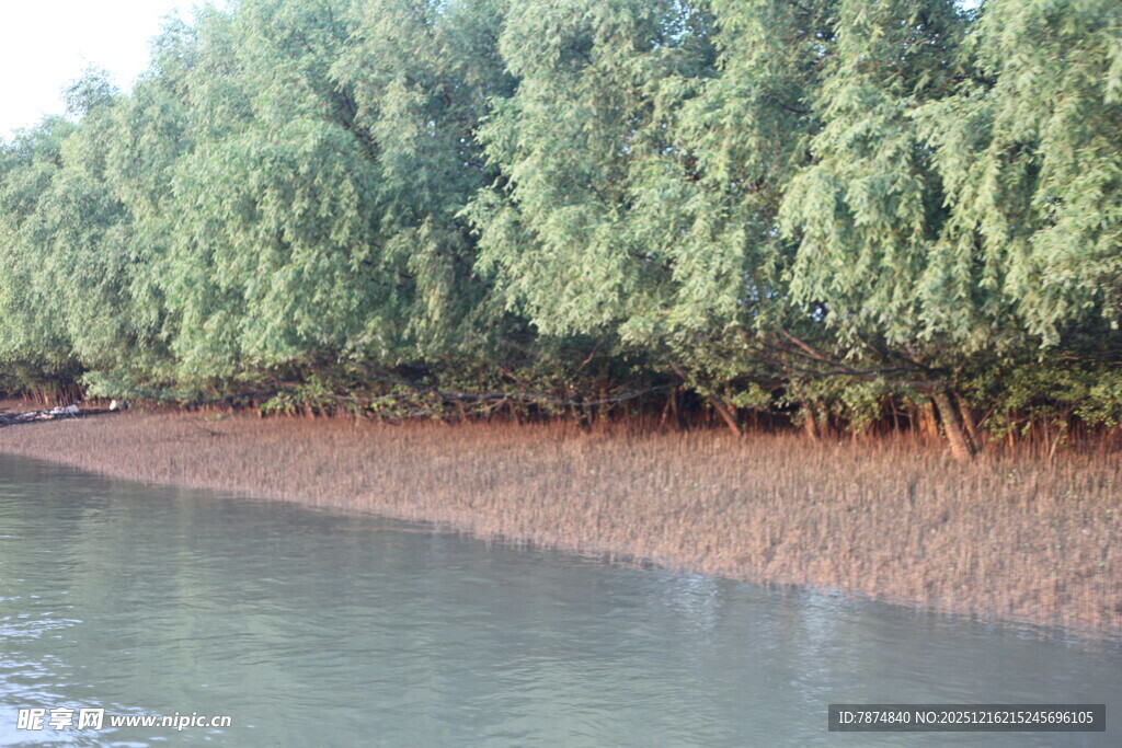 河岸茂密树林与平静水面