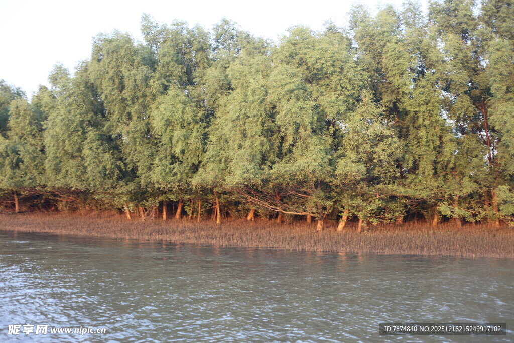 河畔绿树成荫的自然景致