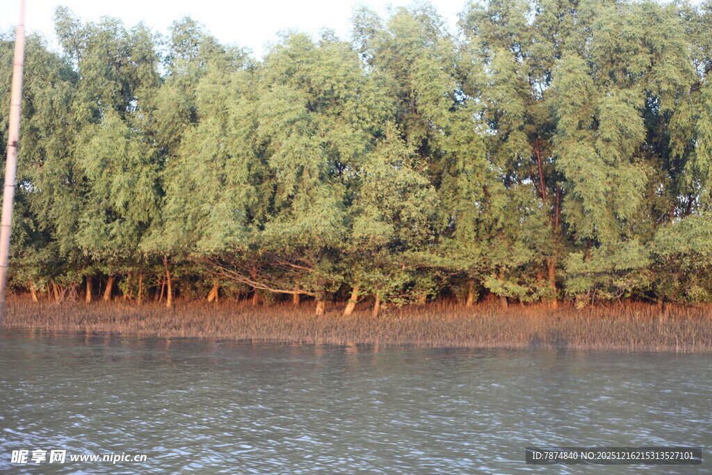 河畔绿树成荫的自然景致