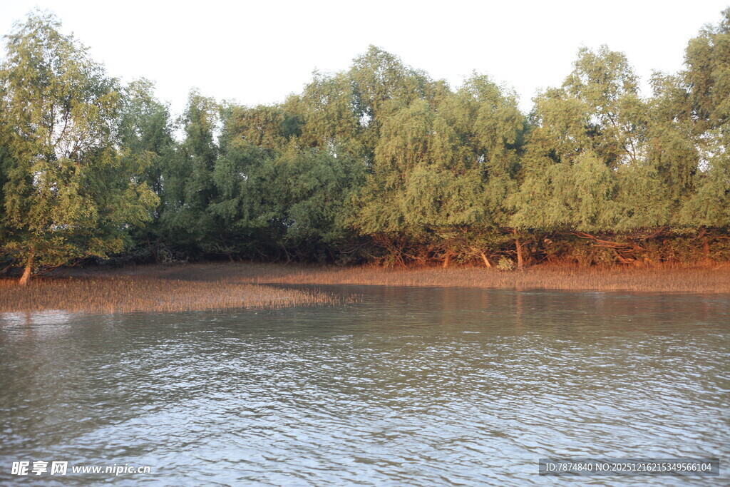 河畔树林景观