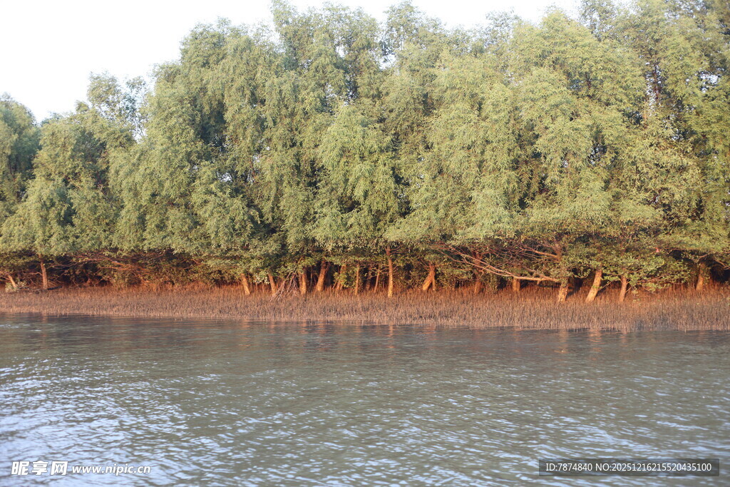 河畔绿树成荫的自然景致