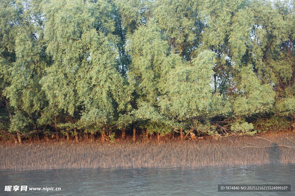 河畔绿树成荫的自然景致