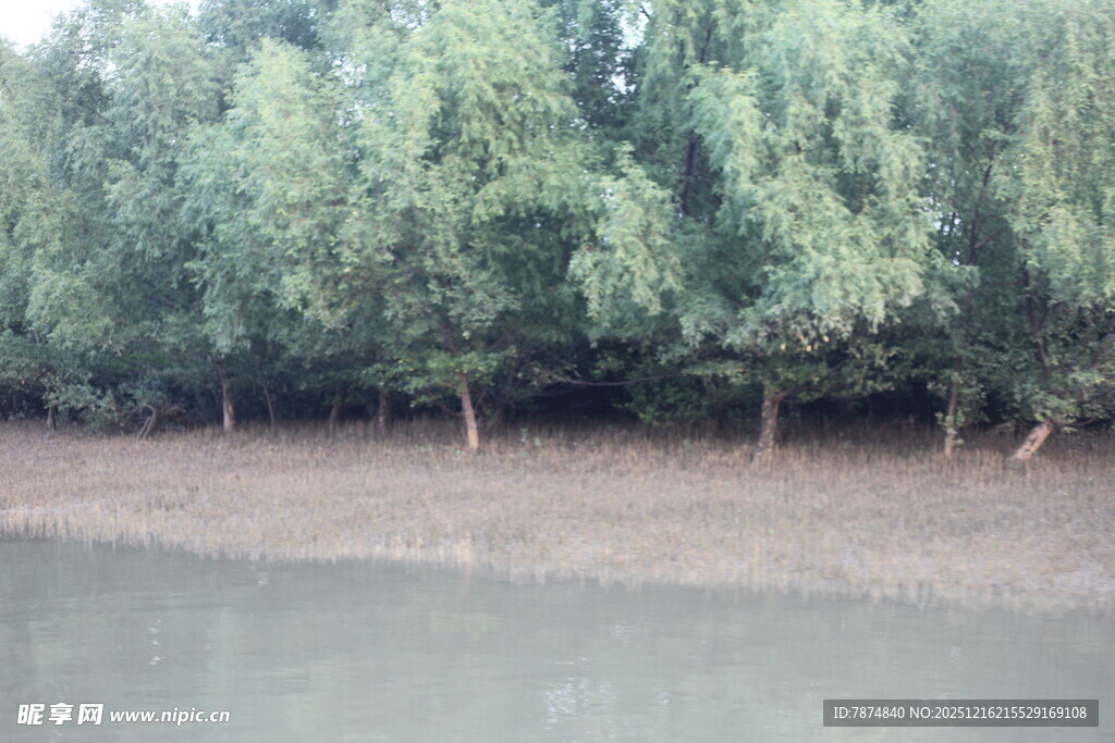 河岸绿树成荫景观