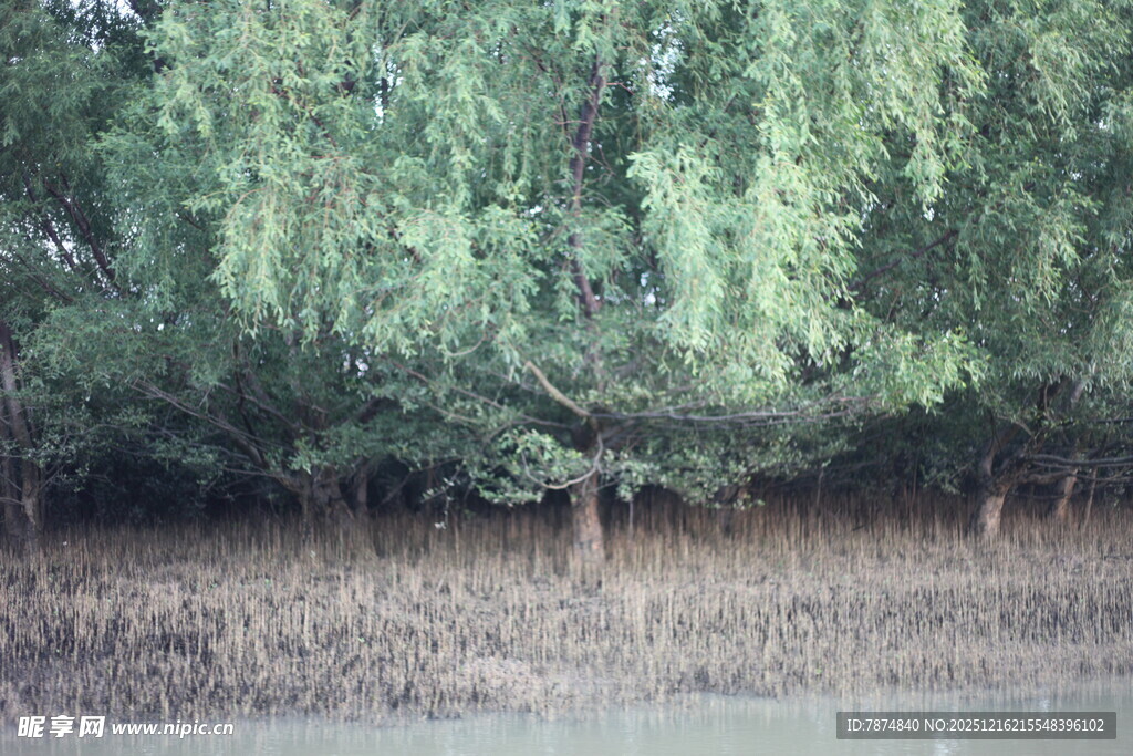 绿树成荫的自然景致