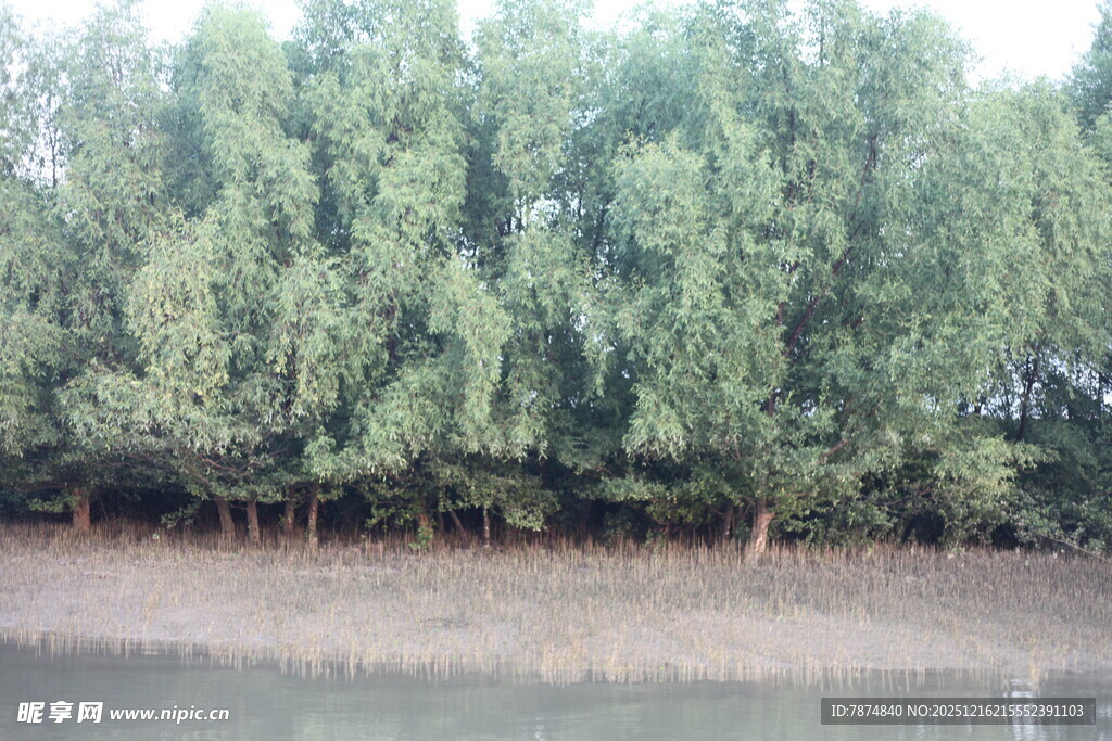 河畔绿树成荫的自然景致