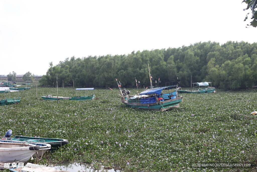 水上绿植间停泊的小船