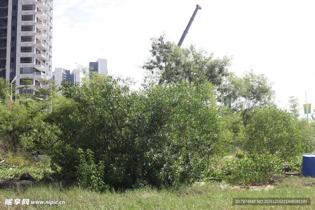 城市中的绿植景观