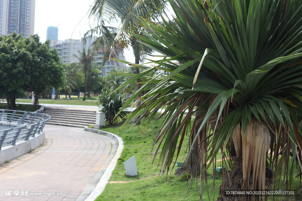 城市公园中的绿植景观