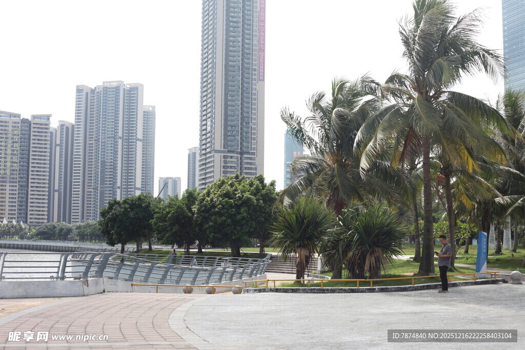 城市河畔的棕榈树景观