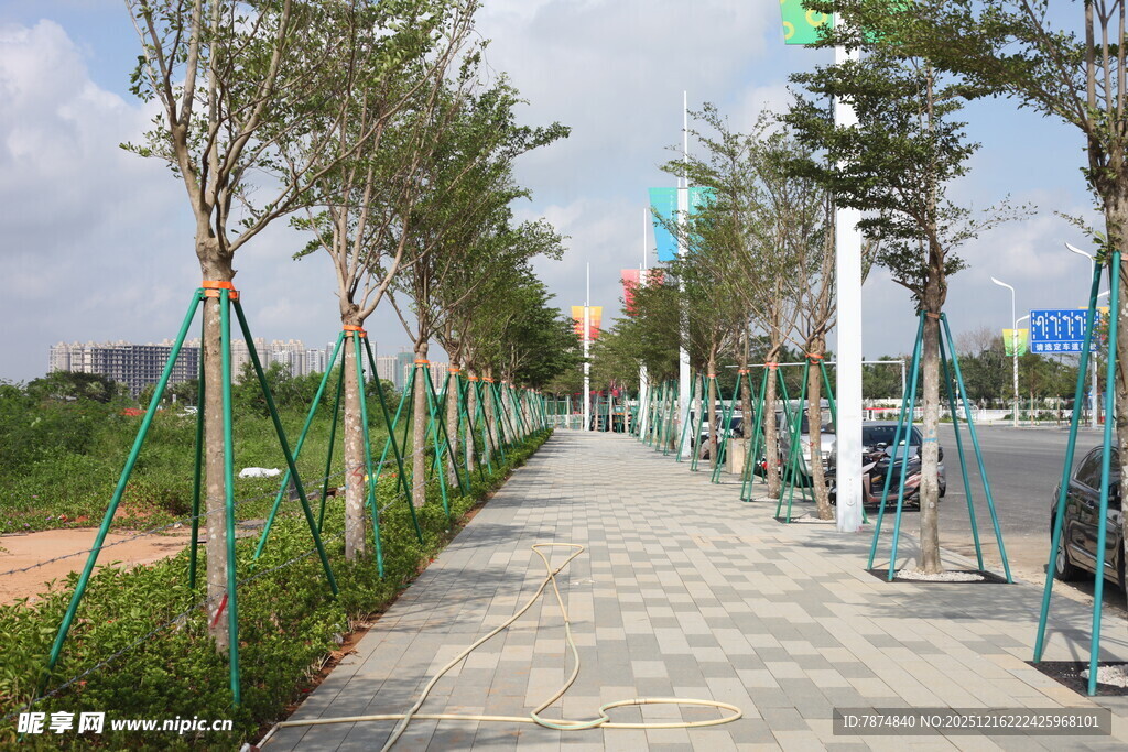 城市林荫步道景观