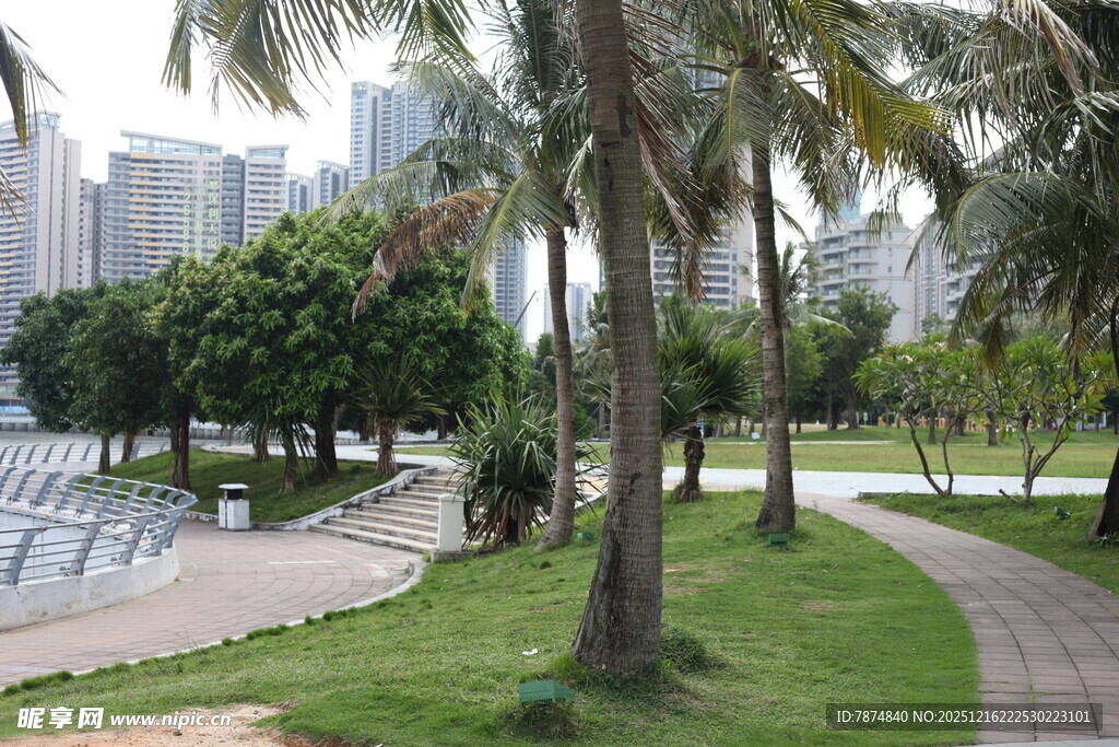 城市公园中的椰树与步道