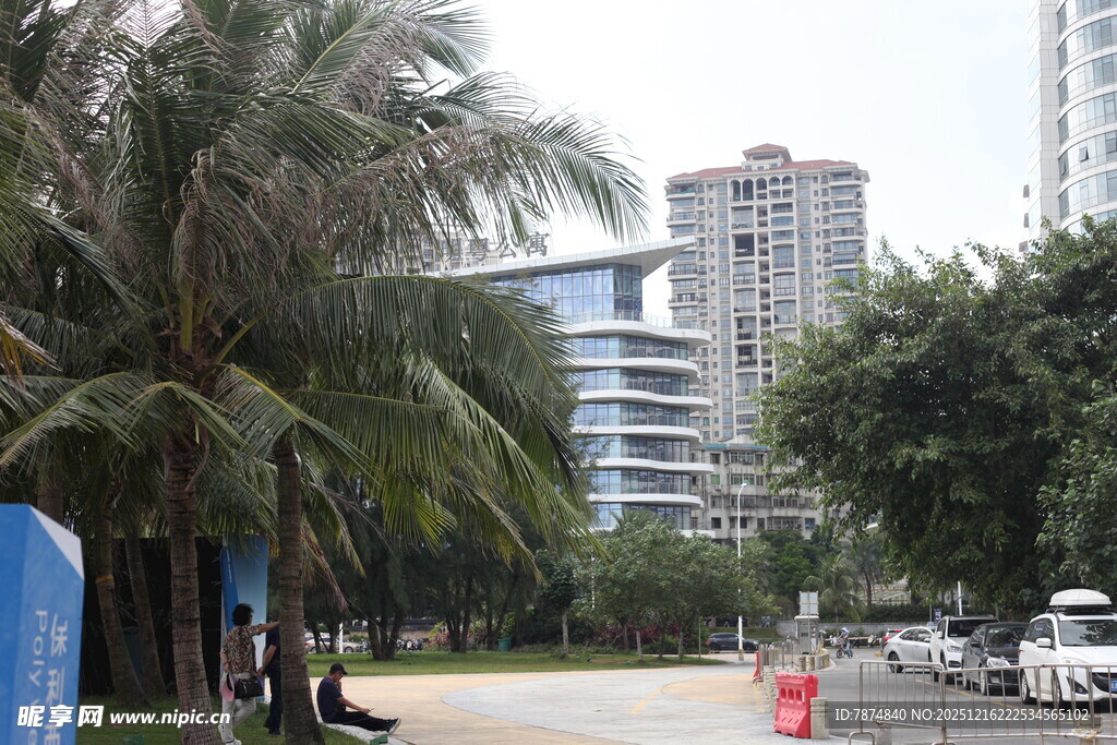 城市街道旁的棕榈树景观