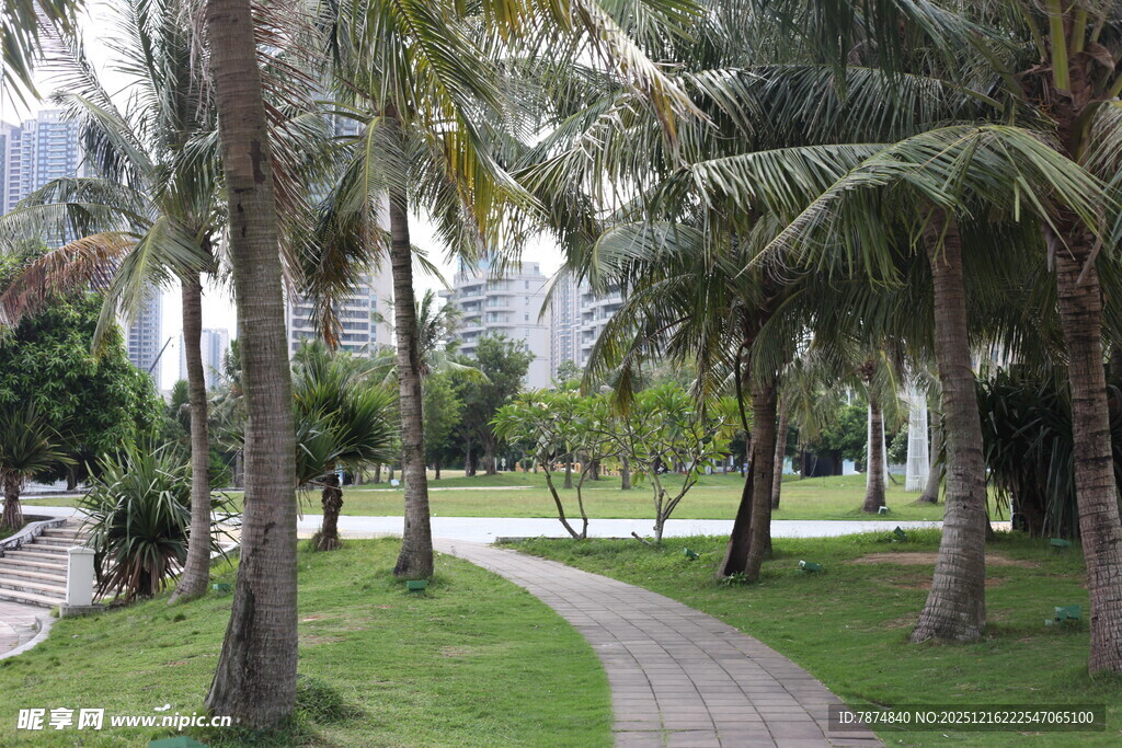 椰树环绕的林间小径