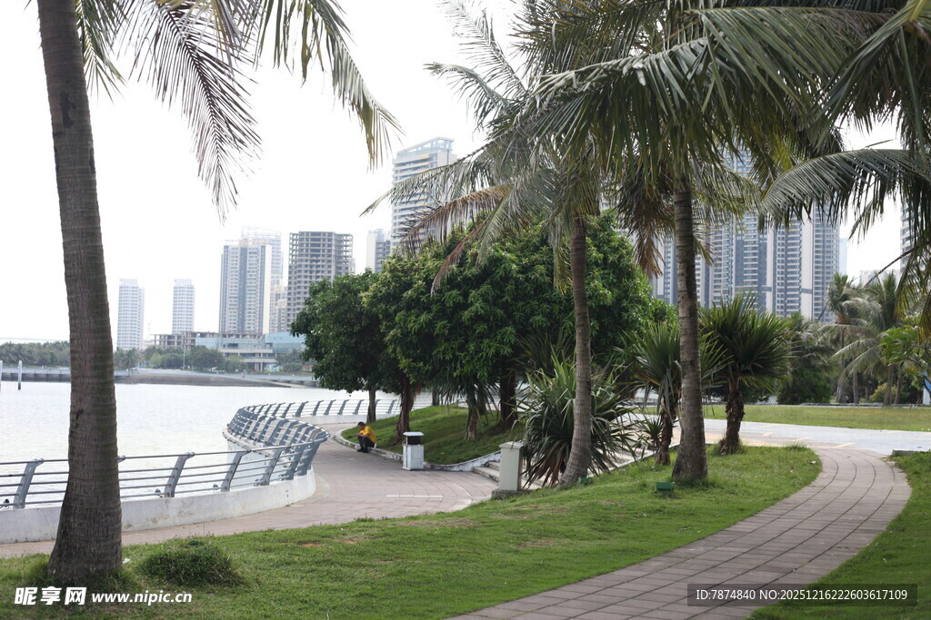 海滨椰林旁的休闲步道