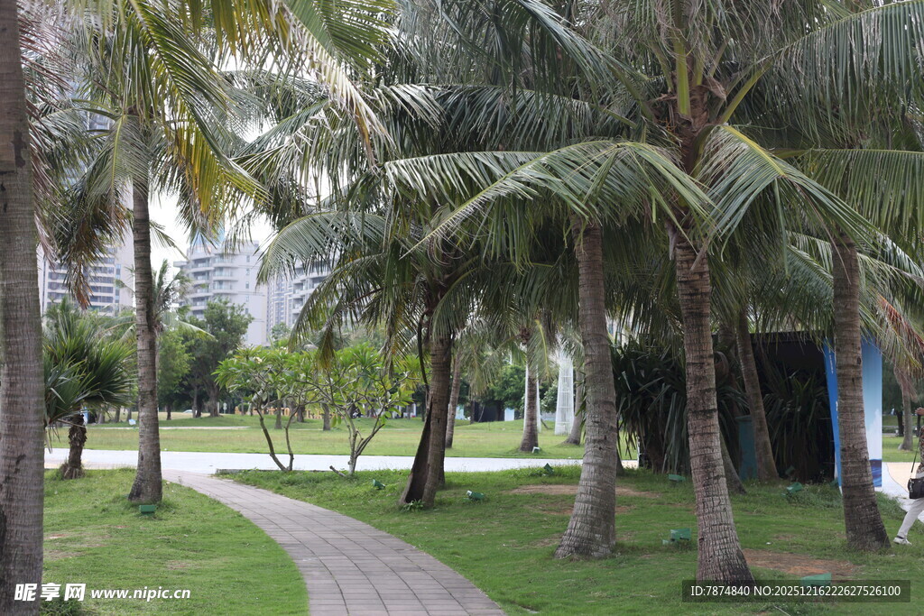 椰林环绕的清幽小径