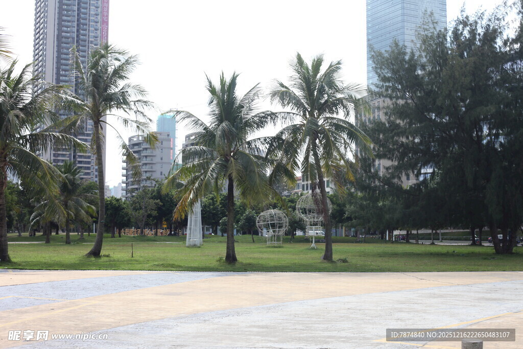 城市中的棕榈树公园景观