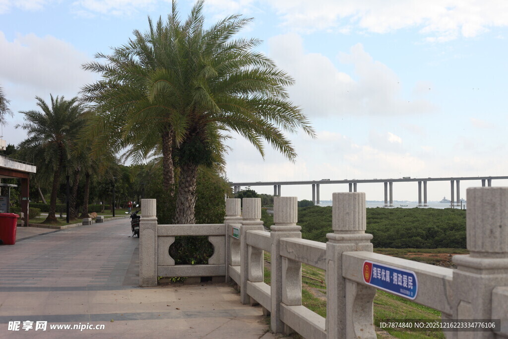 海滨步道旁的棕榈树与栏杆