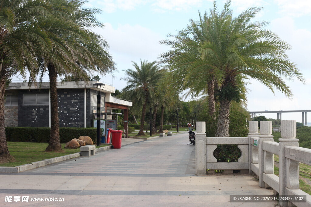 海滨步道旁的棕榈树景观