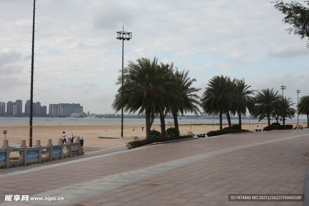 海滨步道旁的棕榈树景观