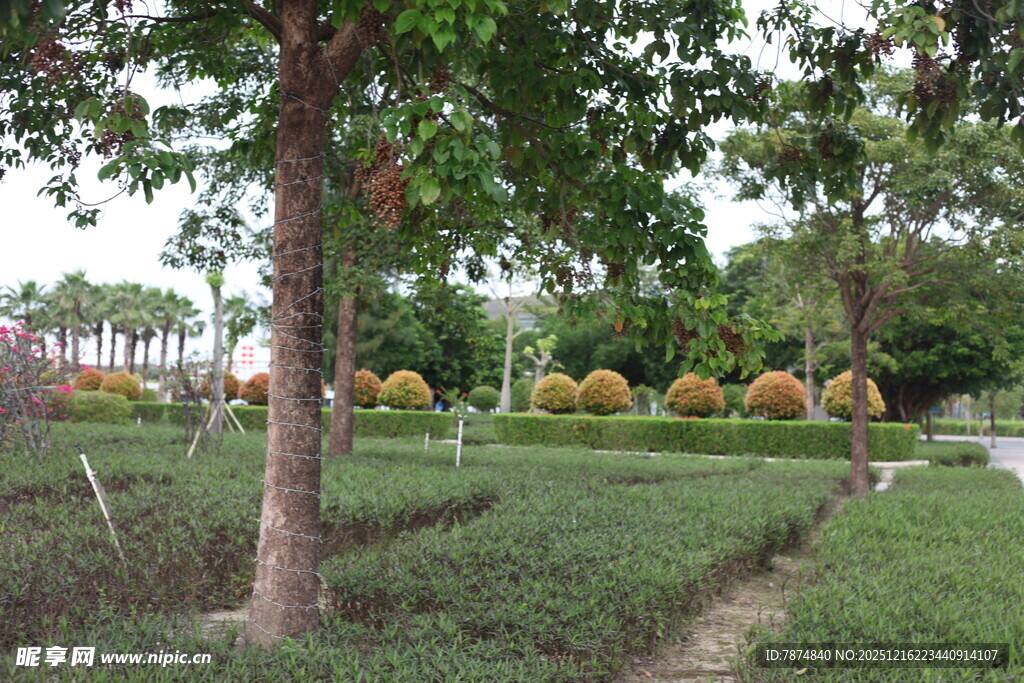 园林小径旁的绿植景观