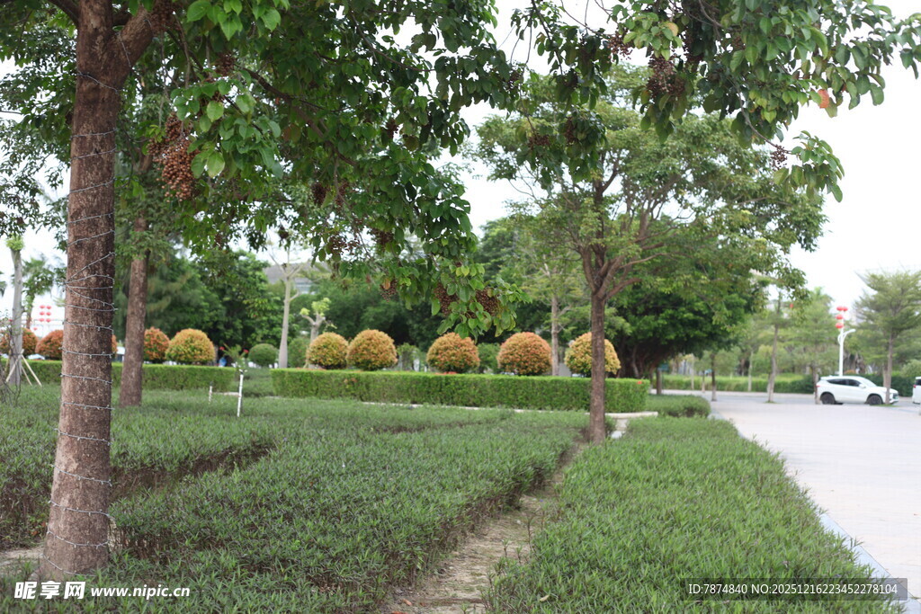 城市街边绿意盎然的景致