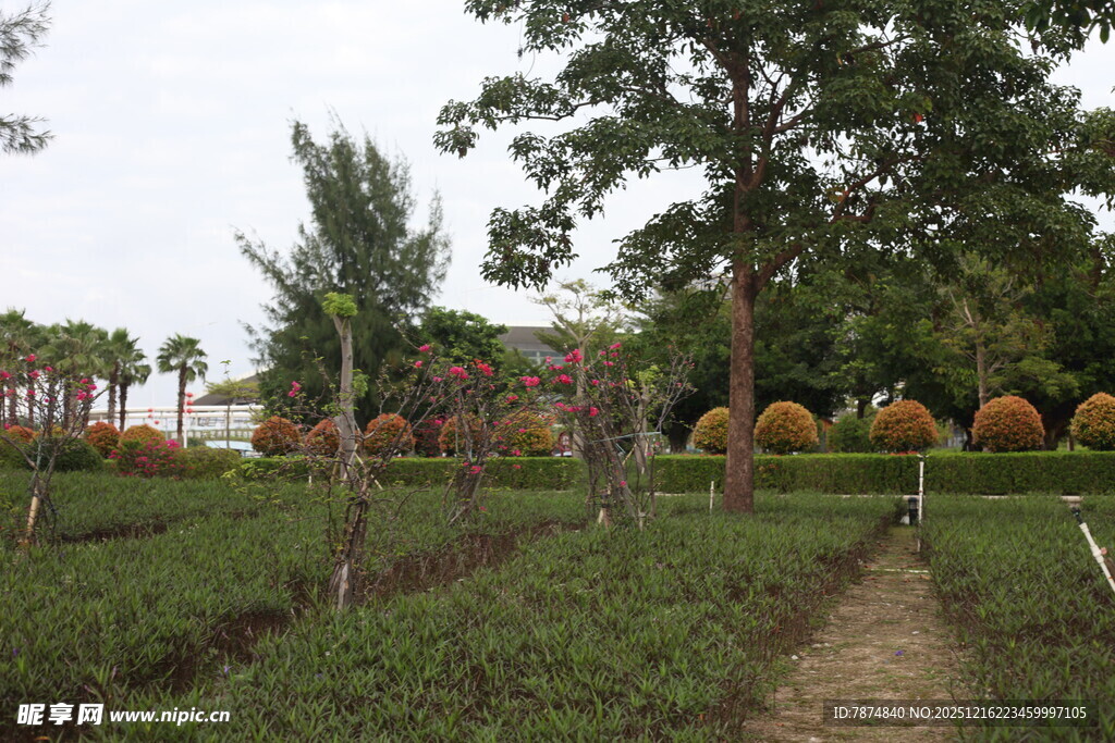 田园风光中的绿植与小径