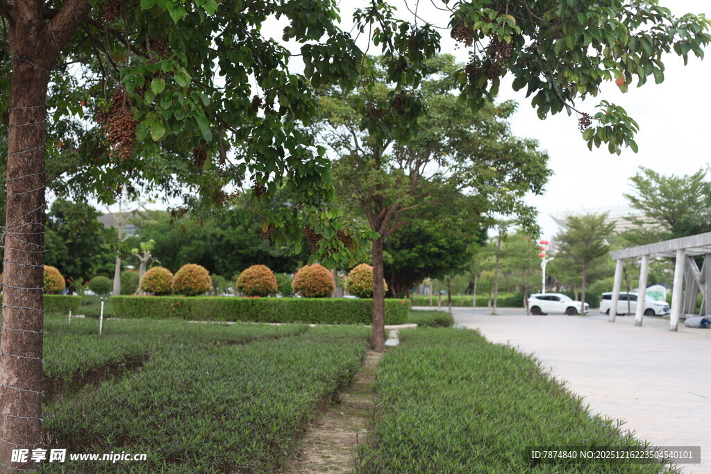 绿意盎然的街道旁景观