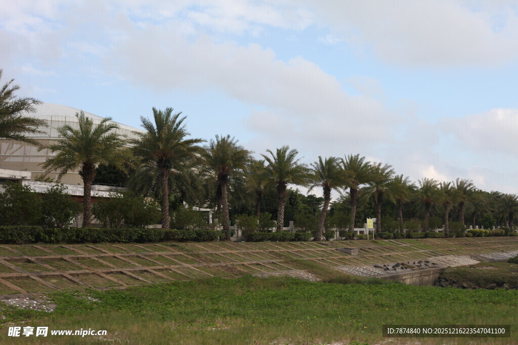 海滨棕榈树景观