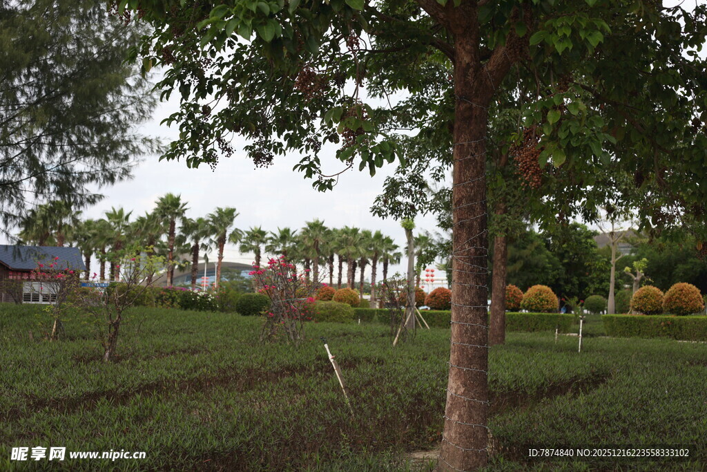 户外绿树草地景观