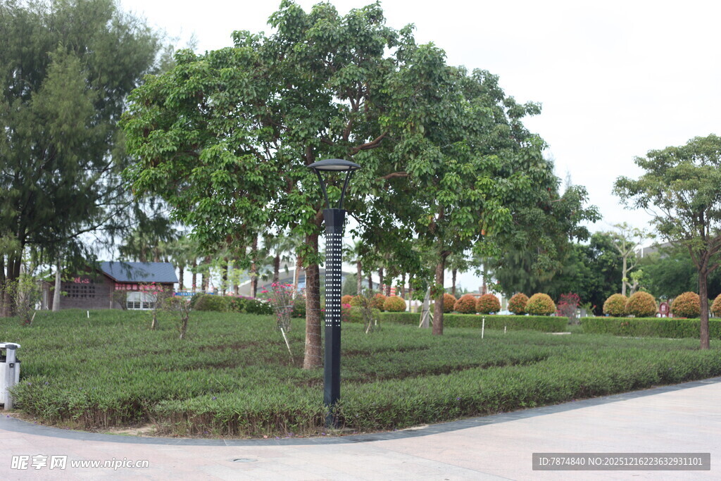 城市街边绿意盎然的树木