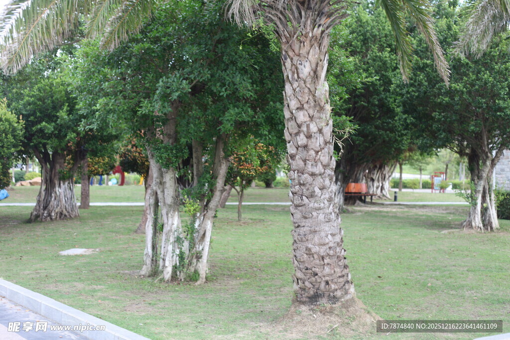 公园内葱郁树木与草地