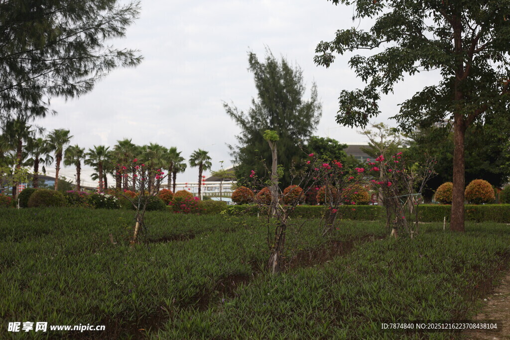 田园风光中的绿植与树木