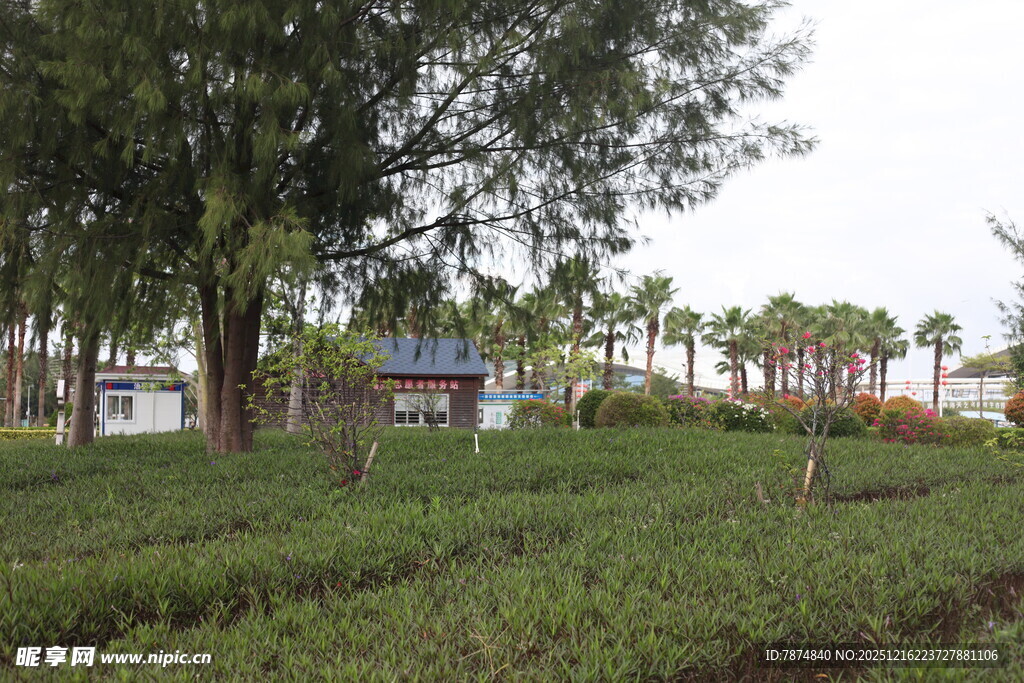 户外绿意盎然的自然场景