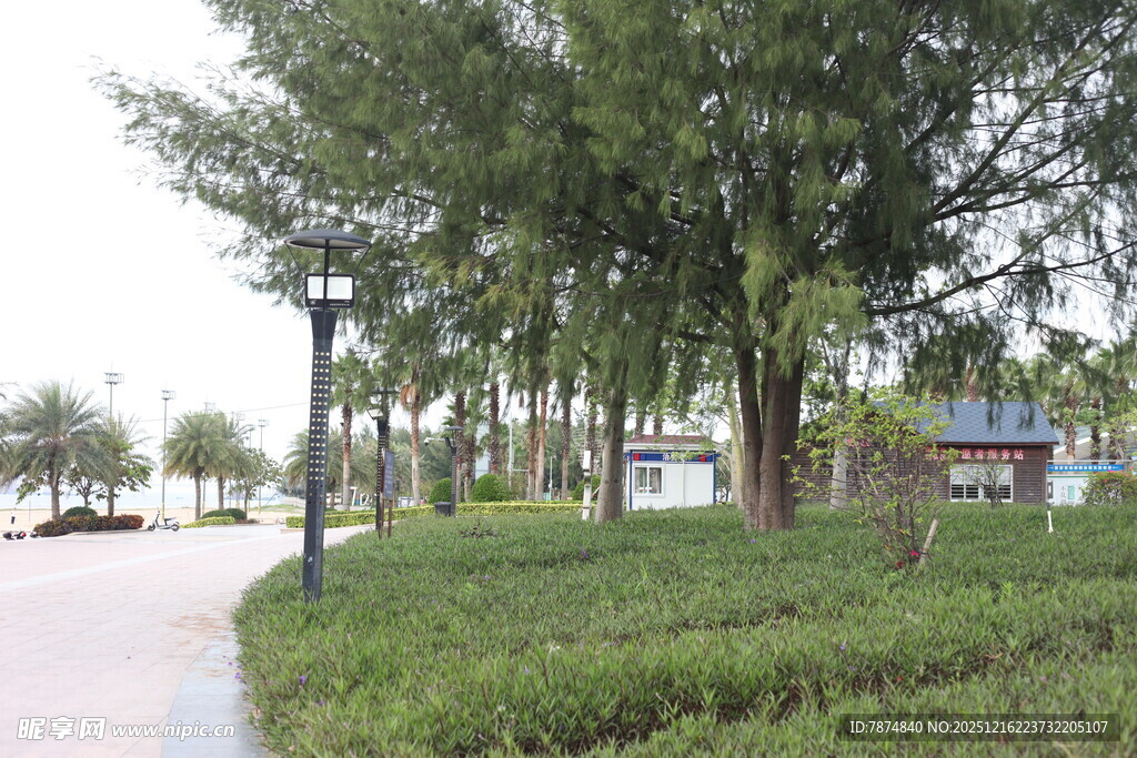 公园林荫小道绿意景致