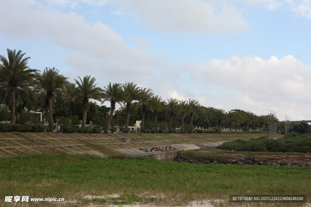 田园椰林风光