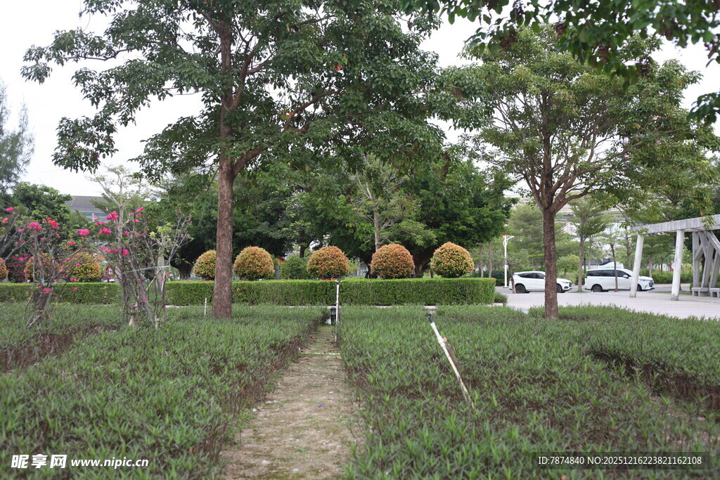 园林小径旁的绿植景观