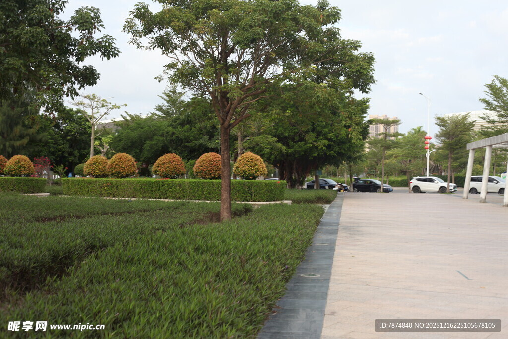 城市街边的绿植景观
